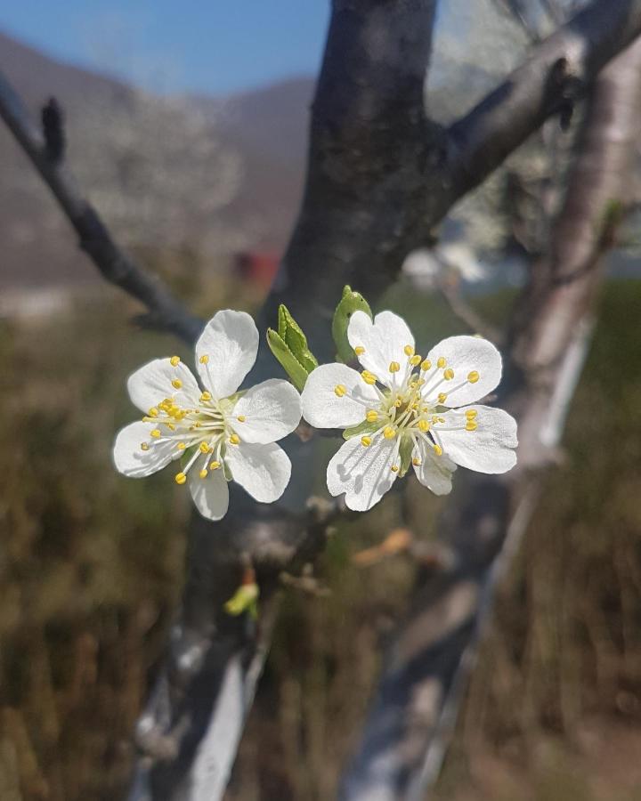 הוילה באינה באשטה Drina'S Heart מראה חיצוני תמונה